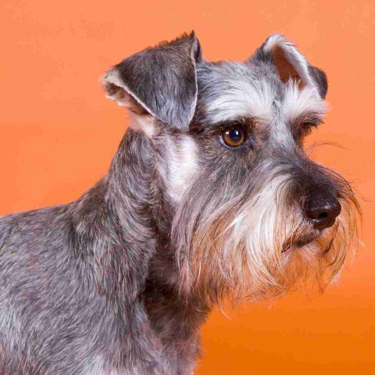 Standard Schnauzer Dog Breed Information Guide Pet Rehoming Services