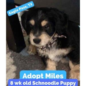 Photo Schnauzer Mix Puppy Adoption Eagle Pass TX