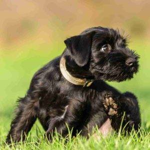 Schnauzer puppy dog breed photo 1 (1)