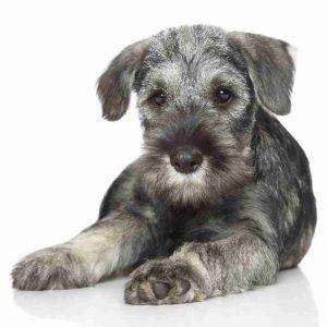 Schnauzer puppy dog breed photo 1