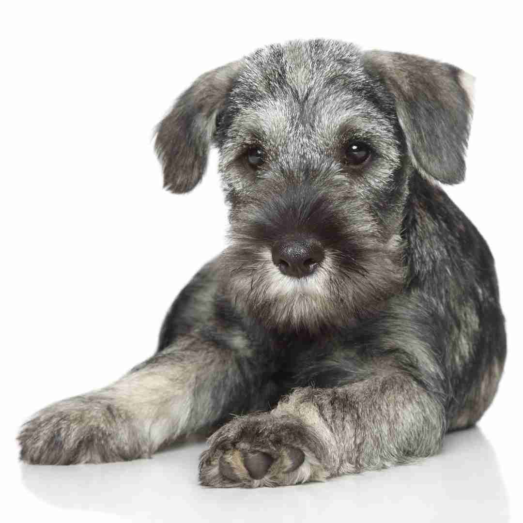 Standard Schnauzer Dog Breed Information Guide Pet Rehoming Services