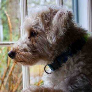 Schnoodle dog photo 2