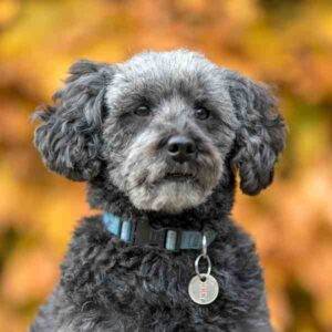 Schnoodle dog photo 3