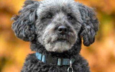 Schnoodles For Adoption Near You – Rehome or Adopt a Schnoodle