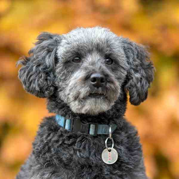 Schnoodle Dog Photo 3