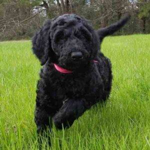 Schnoodle dog photo