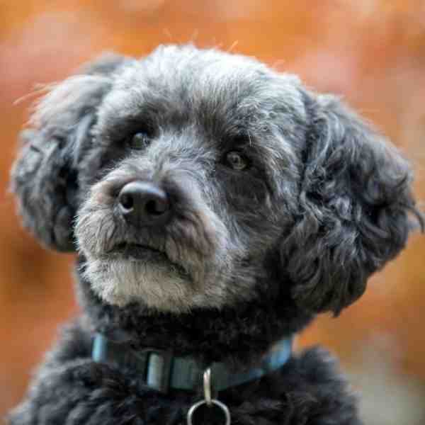 Schnoodle - A Designer Dog Breed