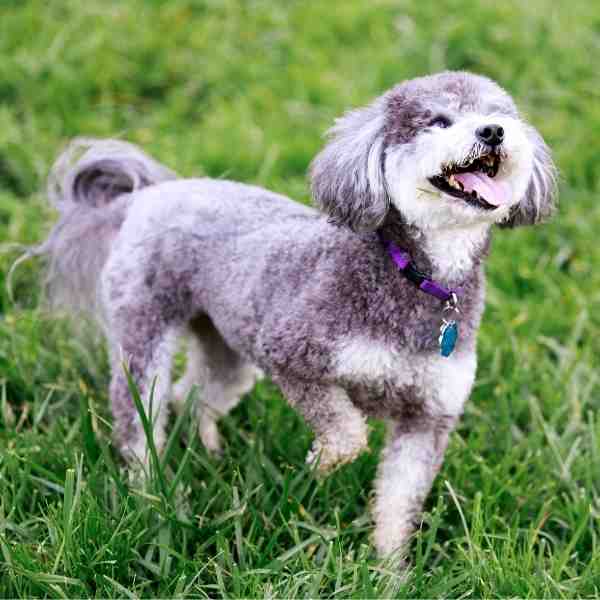 Schnoodles For Adoption Near You Rehome or Adopt a Schnoodle Pet