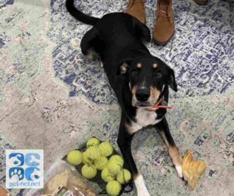 Boxer mix dog for adoption in charlotte north carolina – meet scooby