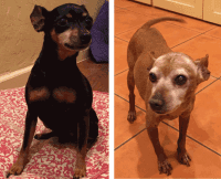 ADOPTED – Adorable Scooter And Nico – Mini Pins   Glendale CA