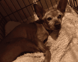 Scooter sleeping in his crate - dog seeking home near glendale, ca