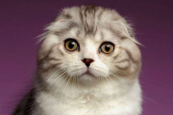 Scottish fold cat rehoming and adoption