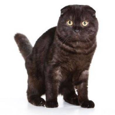 Scottish Fold Cat