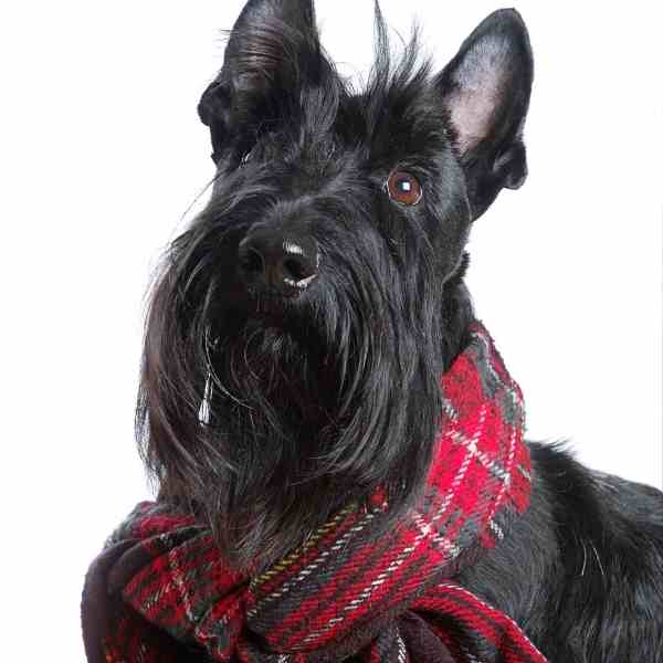 Scottish terrier dog photo