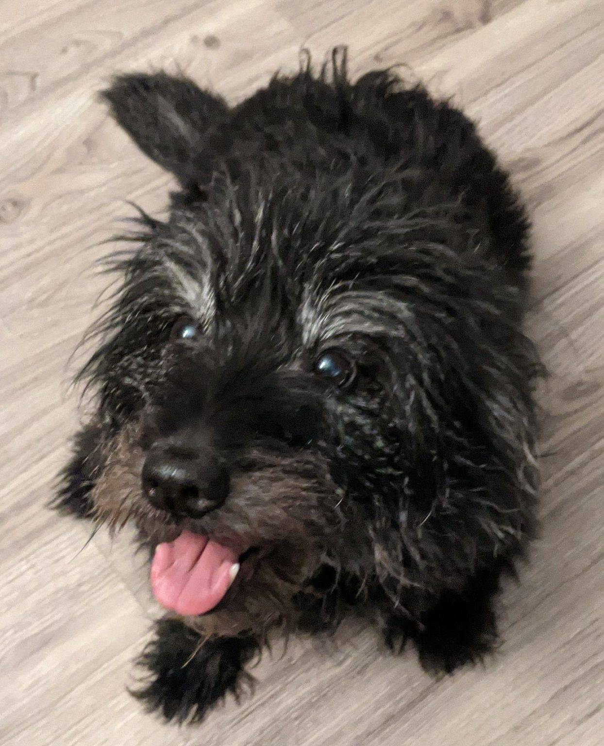 Scottish Terrier Scottie Dog For Adoption In Sacramento CA - Supplies ...