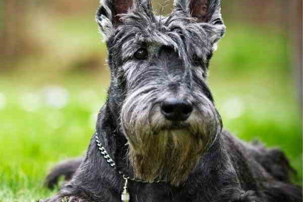 Scottish Terriers For Adoption Near You – Rehome or Adopt a Scottie