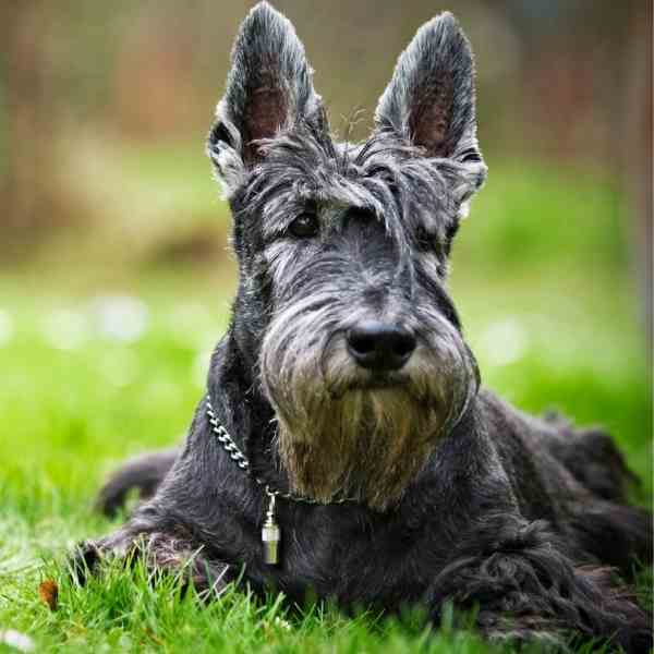 Scottish Terriers For Adoption Near You – Rehome or Adopt a Scottie