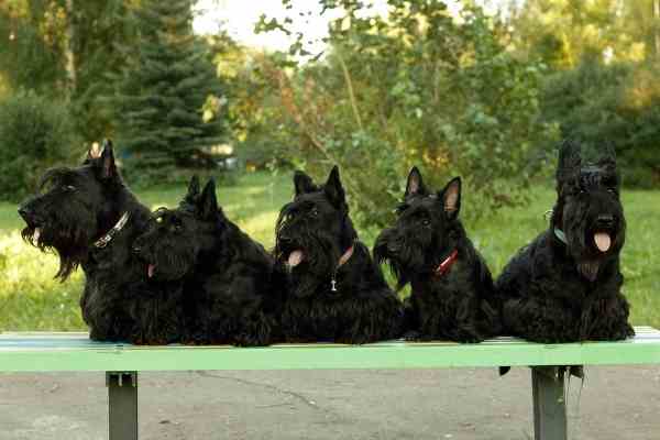 Scottish Terriers in a bench