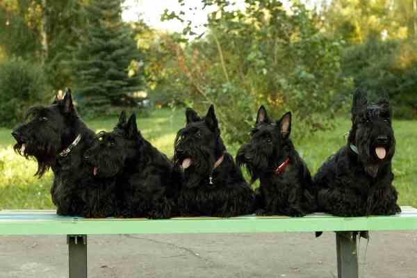 Scottish terriers in a bench