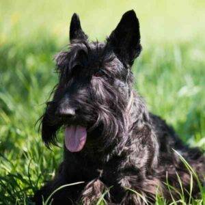 Scottish-terriers