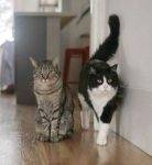 Scout And Trooper Longhair Tuxedo And Shorthair Tabby Cat Brothers For Adoption In San Francisco CA
