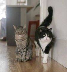 Scout and Trooper Longhair Tuxedo and Shorthair Tabby Cat Brothers For Adoption in San Francisco CA