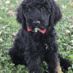 Standard Poodle Rehoming