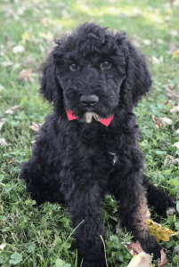 North kingstown ri – giant schnoodle puppy for private adoption – meet odin