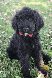 Giant schnoodle puppy for adoption in north kingstown ri