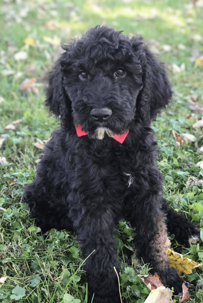 schnoodles for sale near me