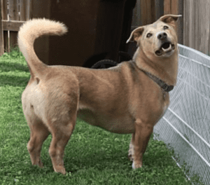 Adorable welsh corgi mix dog for adoption in san antonio tx – supplies included – adopt netta
