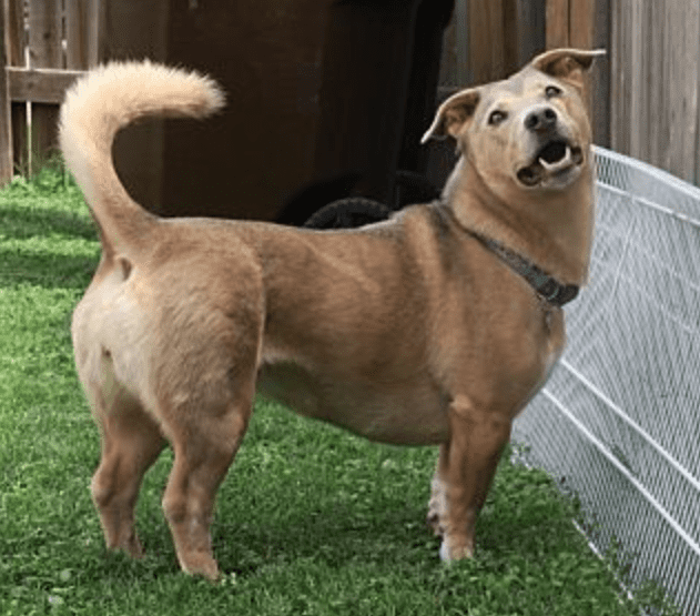 Welsh Corgi Mix Dog for Adoption in San Antonio Texas