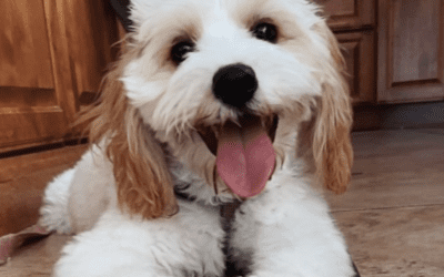 Cavapoo For Adoption in New York NY – Supplies Included – Adopt Nala