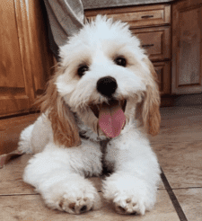 Cavapoo For Adoption In New York NY – Supplies Included – Adopt Nala