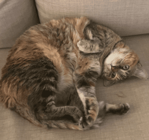 Momo is a beautiful torbie (tortoiseshell tabby) cat for adoption in la jolla ca