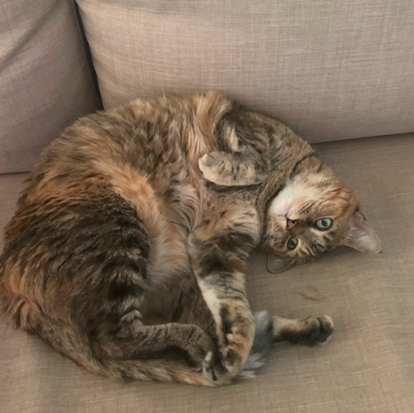 Momo is a dilute tabby tortoiseshell (torbie) cat for adoption in la jolla ca