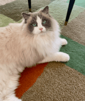 Stunning Ragdoll Cat Rehomed In Asheville NC – Meet Yuki