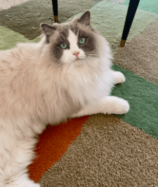 Stunning Ragdoll Cat Rehomed in Asheville NC – Meet Yuki
