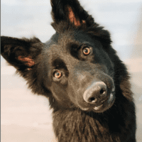 Handsome Black Long Hair German Shepherd Dog For Adoption In Nashville TN – Supplies Included – Adopt Clyde