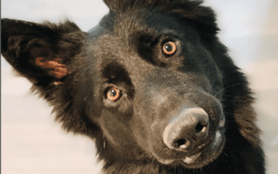Handsome black long hair german shepherd dog for adoption in nashville tn – supplies included – adopt clyde