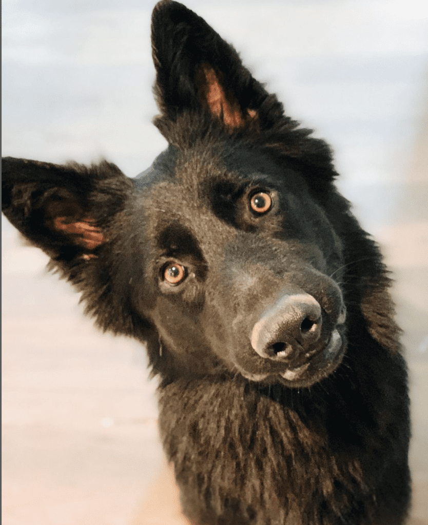 Black long coat german shepherd for adoption in nashville tennessee