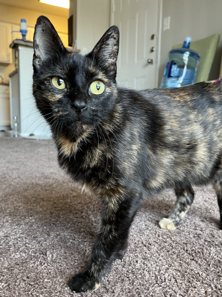 Doris is a stunning tortoiseshell cat looking for a loving new home in houston