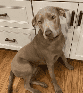 Stunning 10 mo weimaraner mix puppy for adoption in indanapolis – supplies included – adopt druid