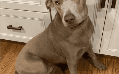 Stunning 10 MO Weimaraner Mix Puppy For Adoption in Indanapolis – Supplies Included – Adopt Druid