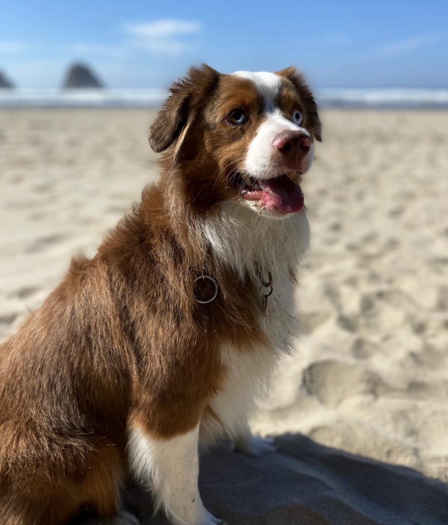 Zephyr, a miniature australian shepherd dog for adoption in portland oregon