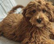 Miniature Goldendoodle Puppy In Queens NY – Supplies Included – Meet Chumi