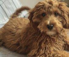 Miniature Goldendoodle Puppy In Queens NY – Supplies Included – Meet Chumi
