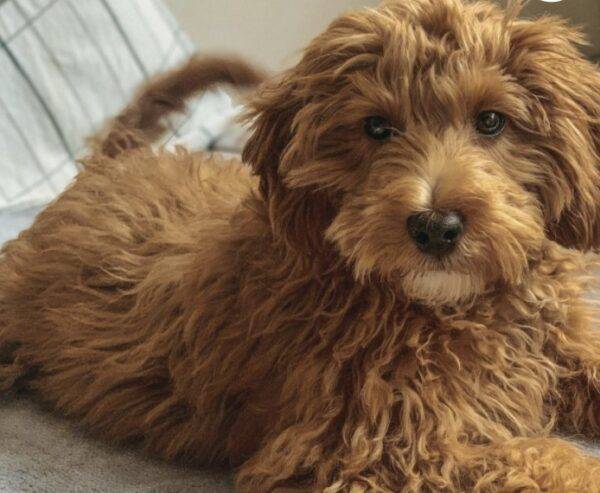 Miniature Goldendoodle Puppy in Queens NY – Supplies Included – Meet Chumi