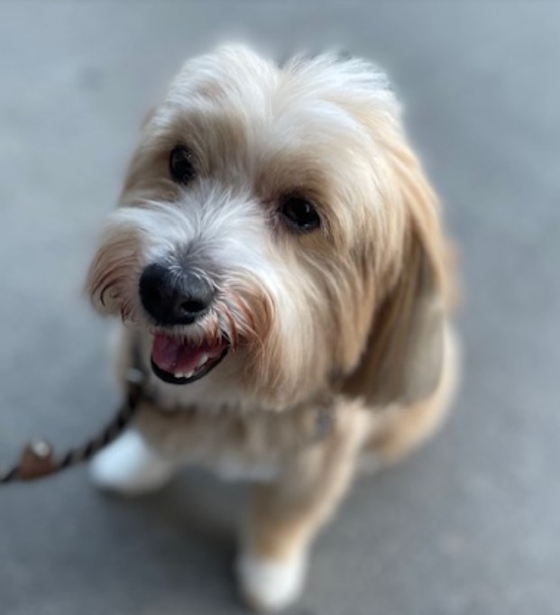 Jax - Havanese dog for adoption in Toronto