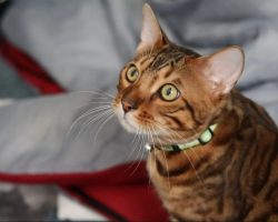 Bengal kitten for adoption in edmonton